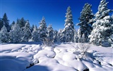 Zimní sníh tapety (2) #4