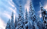 Winter Snow wallpaper (2) #19