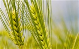 Wheat wallpaper (2)