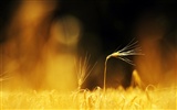 Wheat wallpaper (2) #2