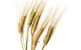 Fond d'écran du blé (2) #4