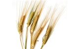 Wheat wallpaper (2) #4