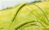 Wheat wallpaper (2) #5