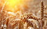 Wheat wallpaper (2) #6