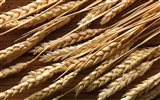 Wheat wallpaper (2) #7