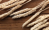 Pšenice tapety (2) #8