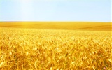 Wheat wallpaper (2) #9