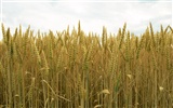 Wheat wallpaper (2) #10