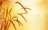 Wheat wallpaper (2) #11