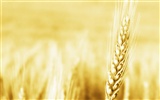 Fond d'écran du blé (2) #12