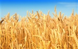 Fond d'écran du blé (2) #13