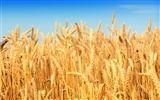 Wheat wallpaper (2) #13