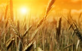 Wheat wallpaper (2) #14