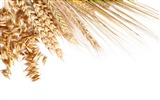 Wheat wallpaper (2) #15