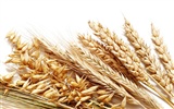 Wheat wallpaper (2) #45922