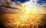 Wheat wallpaper (2) #17