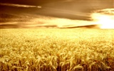 Wheat wallpaper (2) #45924