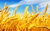 Wheat wallpaper (2) #19