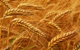 Wheat wallpaper (2) #20