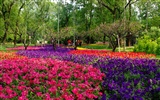 jardin Xiangshan début de l'été (travaux barres d'armature) #9