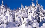 Invierno Nieve fondo de pantalla (3) #2