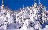 Winter Snow wallpaper (3) #2