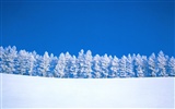 Zimní sníh tapety (3) #8