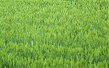 The wheat field wallpaper (21) #8