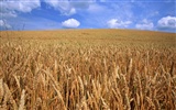 The wheat field wallpaper (21) #18