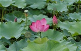 Rose Garden des Lotus (Bewehren) #2