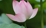Rose Garden of the Lotus (rebar works) #3
