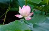 Rose Garden of the Lotus (rebar works) #4