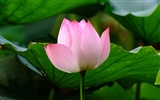 Rose Garden des Lotus (Bewehren) #5