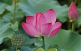 Rose Garden of the Lotus (rebar works) #47380