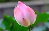 Rose Garden de la Lotus (œuvres des barres d'armature) #9