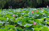 Rose Garden of the Lotus (rebar works) #47382