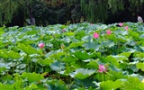 Jardín de las Rosas del Loto (obras barras de refuerzo) #47382