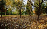 Xiangshan Herbst Garten (Bewehren) #3