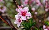 Animal Flower Macro (Bewehren) #5