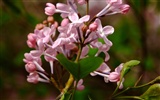 Animal Flower Macro (rebar works) #9