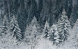 Snow wallpaper collection (4) #20