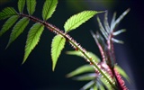 Fleurs macro close-up (yt510752623 œuvres)