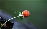 Fleurs macro close-up (yt510752623 œuvres) #4