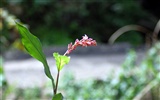 Flowers macro close-up (yt510752623 works) #5