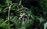 Fleurs macro close-up (yt510752623 œuvres) #8