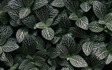 1680 꽃 녹색 잎 배경 벽지 (3) #3