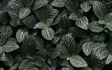 1680 flowers green leaf background wallpaper (3) #3