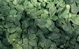 1680 꽃 녹색 잎 배경 벽지 (4) #2