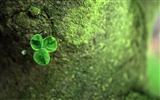 1680 flowers green leaf background wallpaper (4) #3