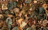 1680 꽃 녹색 잎 배경 벽지 (4) #17
